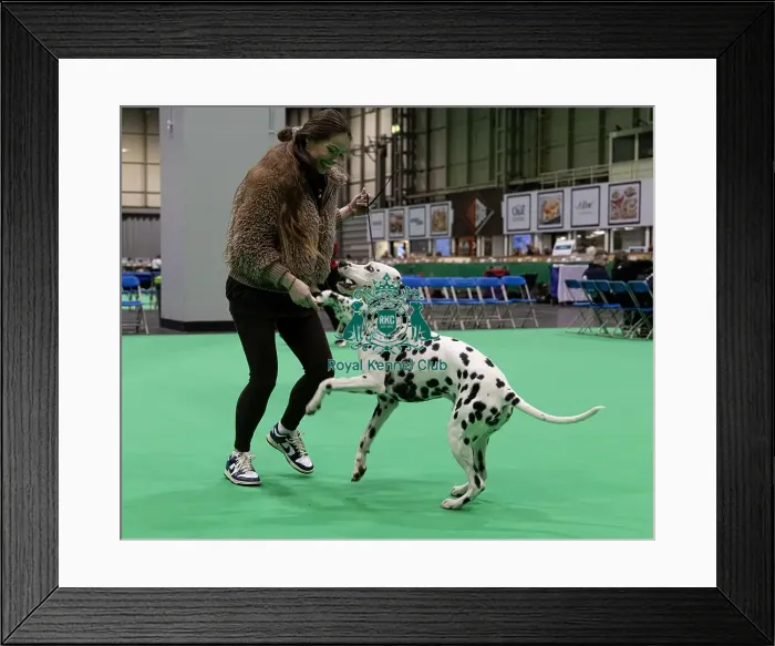Framed Print : D-C-D-0-1-9-0 Crufts 2024 NEC Birmingham Utility Framed Print : D-C-D-0-1-9-0 Crufts 2024 NEC Birmingham Utility