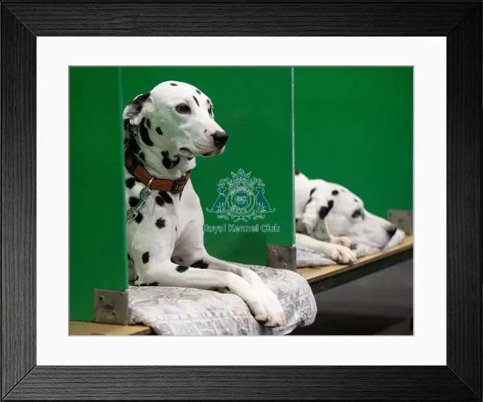 Framed Print : D-C-D-0-1-9-0 Crufts 2024 NEC Birmingham Day 1 Framed Print : D-C-D-0-1-9-0 Crufts 2024 NEC Birmingham Day 1