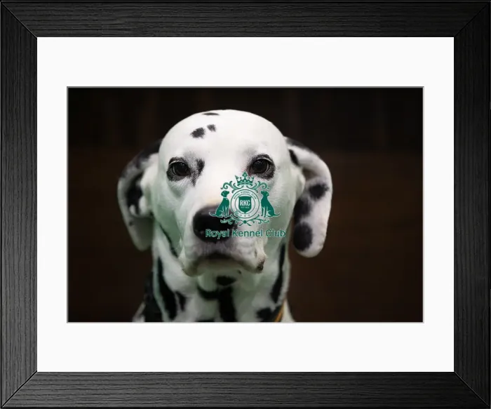 Framed Print : D-C-D-0-1-9-0 Crufts 2024 NEC Birmingham Utility Framed Print : D-C-D-0-1-9-0 Crufts 2024 NEC Birmingham Utility