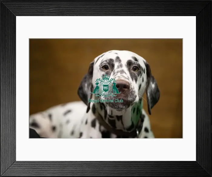 Framed Print : D-C-D-0-1-9-0 Crufts 2024 NEC Birmingham Utility Framed Print : D-C-D-0-1-9-0 Crufts 2024 NEC Birmingham Utility