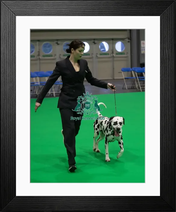 Framed Print : D-C-D-0-1-9-0 Crufts 2024 NEC Birmingham Utility Framed Print : D-C-D-0-1-9-0 Crufts 2024 NEC Birmingham Utility