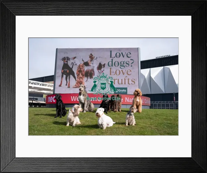 Framed Print : D-C-D-0-1-9-0 Crufts 2024 Sealyham Terrier Irish Wolfhound