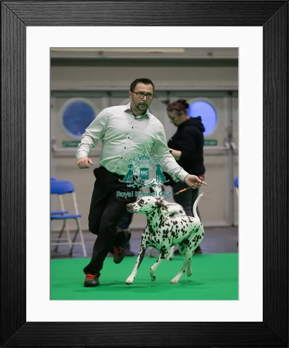 Framed Print : D-C-D-0-1-9-0 Crufts 2024 NEC Birmingham Day 1 Framed Print : D-C-D-0-1-9-0 Crufts 2024 NEC Birmingham Day 1