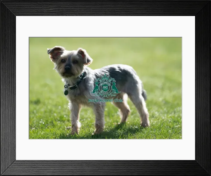 Framed Print : D-C-D-0-1-9-0 Crufts 2024 Dougal Yorkshire Terrier
