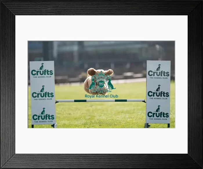 Framed Print : D-C-D-0-1-9-0 Crufts 2024 Reuben Poodle (Standard)