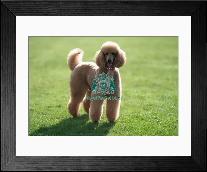 Framed Print : D-C-D-0-1-9-0 Crufts 2024 Reuben Poodle (Standard)