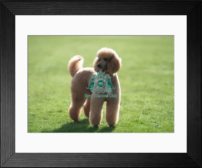 Framed Print : D-C-D-0-1-9-0 Crufts 2024 Reuben Poodle (Standard)