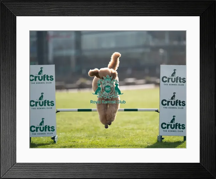 Framed Print : D-C-D-0-1-9-0 Crufts 2024 Reuben Poodle (Standard) Framed Print : D-C-D-0-1-9-0 Crufts 2024 Reuben Poodle (Standard)