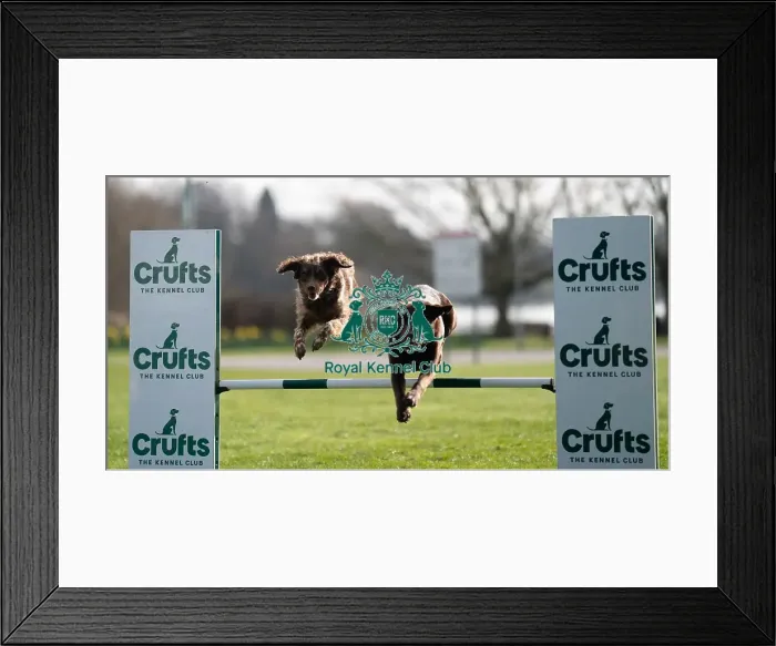 Framed Print : D-C-D-0-1-9-0 Crufts 2024 Retriever (Labrador) Framed Print : D-C-D-0-1-9-0 Crufts 2024 Retriever (Labrador)