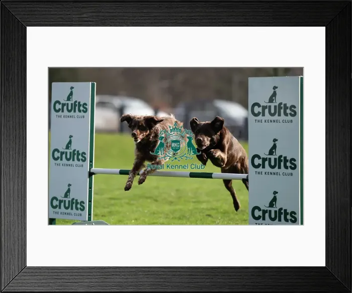 Framed Print : D-C-D-0-1-9-0 Crufts 2024 Retriever (Labrador) Framed Print : D-C-D-0-1-9-0 Crufts 2024 Retriever (Labrador)