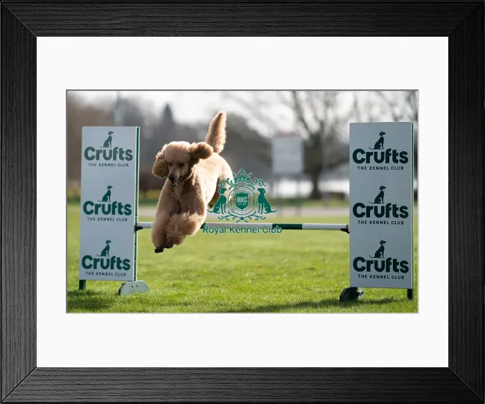 Framed Print : D-C-D-0-1-9-0 Crufts 2024 Poodle (Standard) Reuben Framed Print : D-C-D-0-1-9-0 Crufts 2024 Poodle (Standard) Reuben