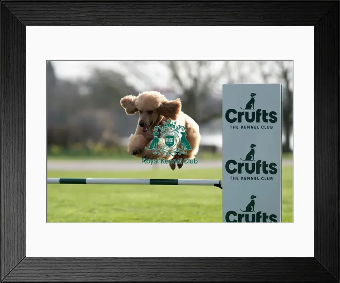 Framed Print : D-C-D-0-1-9-0 Crufts 2024 Poodle (Standard) Reuben Framed Print : D-C-D-0-1-9-0 Crufts 2024 Poodle (Standard) Reuben