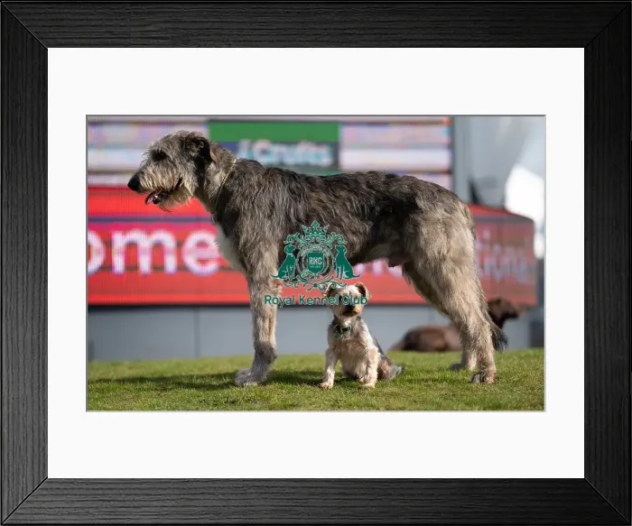 Framed Print : D-C-D-0-1-9-0 Crufts 2024 Dougal Yorkshire Terrier Framed Print : D-C-D-0-1-9-0 Crufts 2024 Dougal Yorkshire Terrier