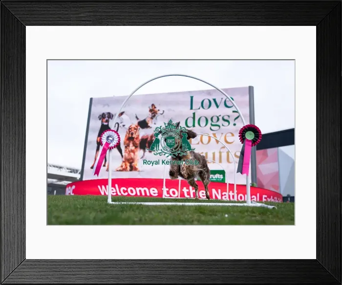 Framed Print : D-C-D-0-1-9-0 Crufts 2024 Luna Spaniel (Cocker) Framed Print : D-C-D-0-1-9-0 Crufts 2024 Luna Spaniel (Cocker)
