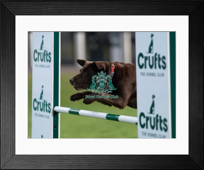 Framed Print : D-C-D-0-1-9-0 Crufts 2024 Saffi Retriever (Labrador)