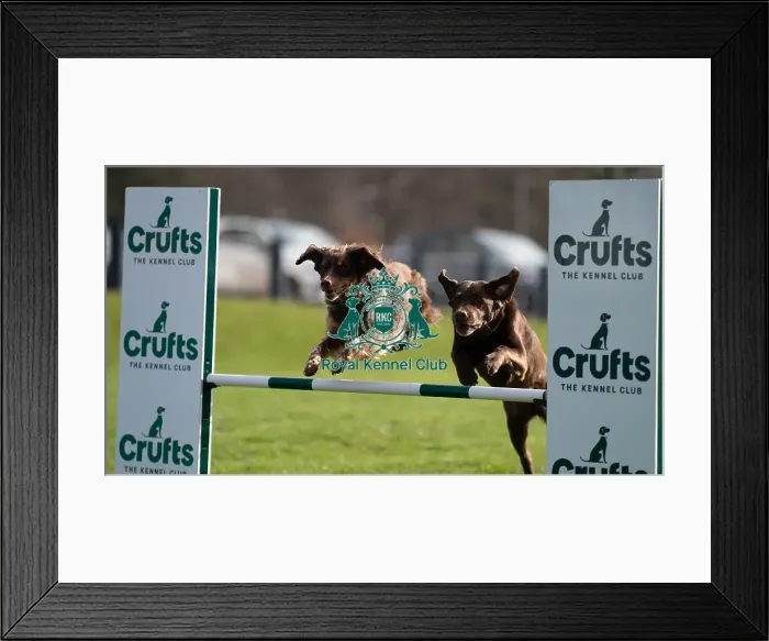 Framed Print : D-C-D-0-1-9-0 Crufts 2024 Retriever (Labrador) Framed Print : D-C-D-0-1-9-0 Crufts 2024 Retriever (Labrador)