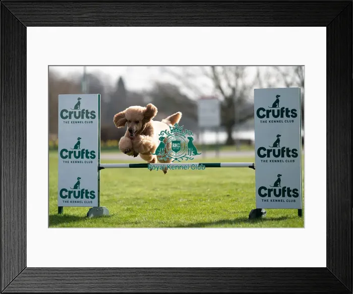 Framed Print : D-C-D-0-1-9-0 Crufts 2024 Poodle (Standard) Reuben Framed Print : D-C-D-0-1-9-0 Crufts 2024 Poodle (Standard) Reuben