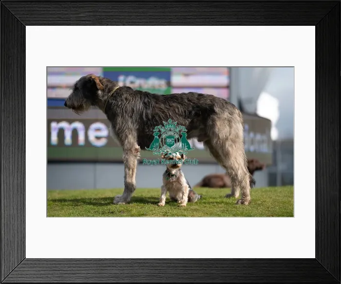 Framed Print : D-C-D-0-1-9-0 Crufts 2024 Dougal Yorkshire Terrier Framed Print : D-C-D-0-1-9-0 Crufts 2024 Dougal Yorkshire Terrier