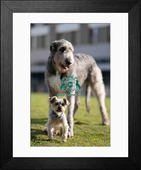 Framed Print : D-C-D-0-1-9-0 Crufts 2024 Dougal Yorkshire Terrier Framed Print : D-C-D-0-1-9-0 Crufts 2024 Dougal Yorkshire Terrier