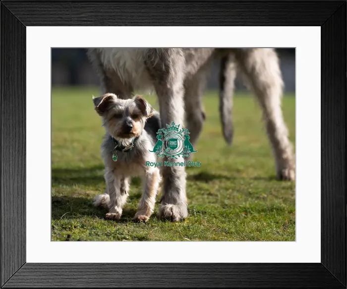 Framed Print : D-C-D-0-1-9-0 Crufts 2024 Dougal Yorkshire Terrier Framed Print : D-C-D-0-1-9-0 Crufts 2024 Dougal Yorkshire Terrier