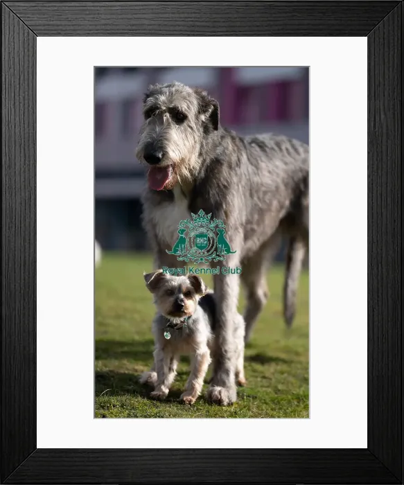 Framed Print : D-C-D-0-1-9-0 Crufts 2024 Dougal Yorkshire Terrier Framed Print : D-C-D-0-1-9-0 Crufts 2024 Dougal Yorkshire Terrier