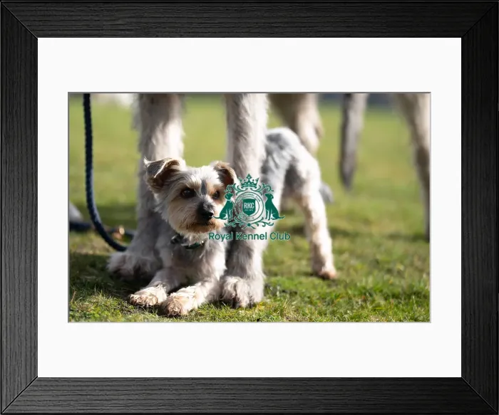 Framed Print : D-C-D-0-1-9-0 Crufts 2024 Dougal Yorkshire Terrier Framed Print : D-C-D-0-1-9-0 Crufts 2024 Dougal Yorkshire Terrier