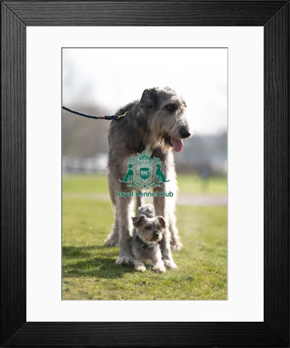 Framed Print : D-C-D-0-1-9-0 Crufts 2024 Dougal Yorkshire Terrier Framed Print : D-C-D-0-1-9-0 Crufts 2024 Dougal Yorkshire Terrier