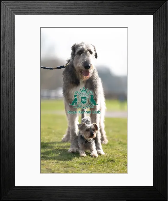 Framed Print : D-C-D-0-1-9-0 Crufts 2024 Dougal Yorkshire Terrier Framed Print : D-C-D-0-1-9-0 Crufts 2024 Dougal Yorkshire Terrier