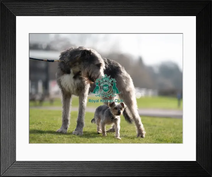 Framed Print : D-C-D-0-1-9-0 Crufts 2024 Dougal Yorkshire Terrier Framed Print : D-C-D-0-1-9-0 Crufts 2024 Dougal Yorkshire Terrier