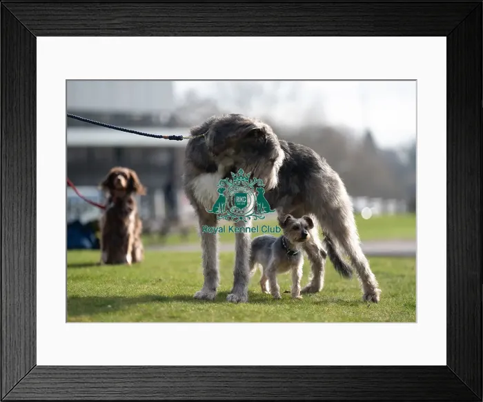 Framed Print : D-C-D-0-1-9-0 Crufts 2024 Dougal Yorkshire Terrier Framed Print : D-C-D-0-1-9-0 Crufts 2024 Dougal Yorkshire Terrier