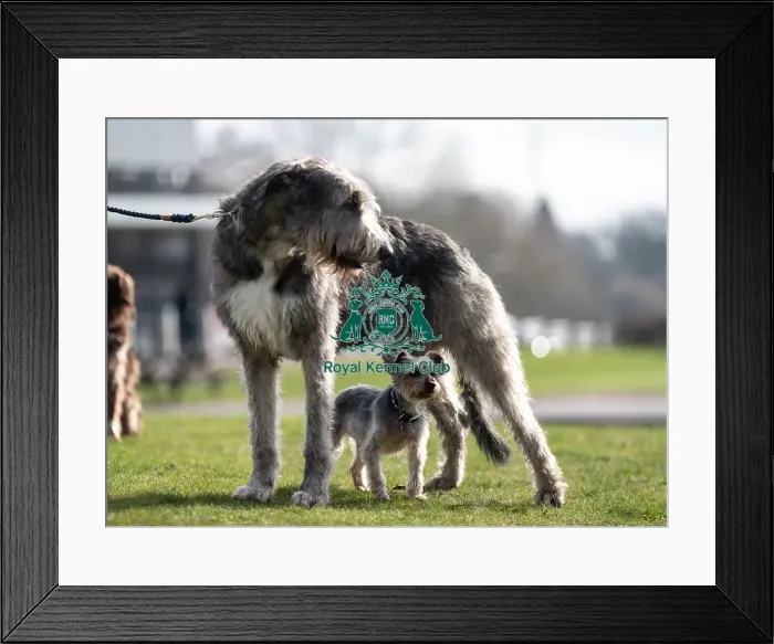 Framed Print : D-C-D-0-1-9-0 Crufts 2024 Dougal Yorkshire Terrier Framed Print : D-C-D-0-1-9-0 Crufts 2024 Dougal Yorkshire Terrier