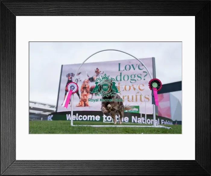 Framed Print : D-C-D-0-1-9-0 Crufts 2024 Luna Spaniel (Cocker) Framed Print : D-C-D-0-1-9-0 Crufts 2024 Luna Spaniel (Cocker)