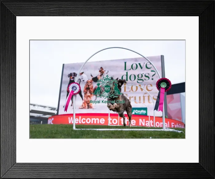 Framed Print : D-C-D-0-1-9-0 Crufts 2024 Luna Spaniel (Cocker) Framed Print : D-C-D-0-1-9-0 Crufts 2024 Luna Spaniel (Cocker)