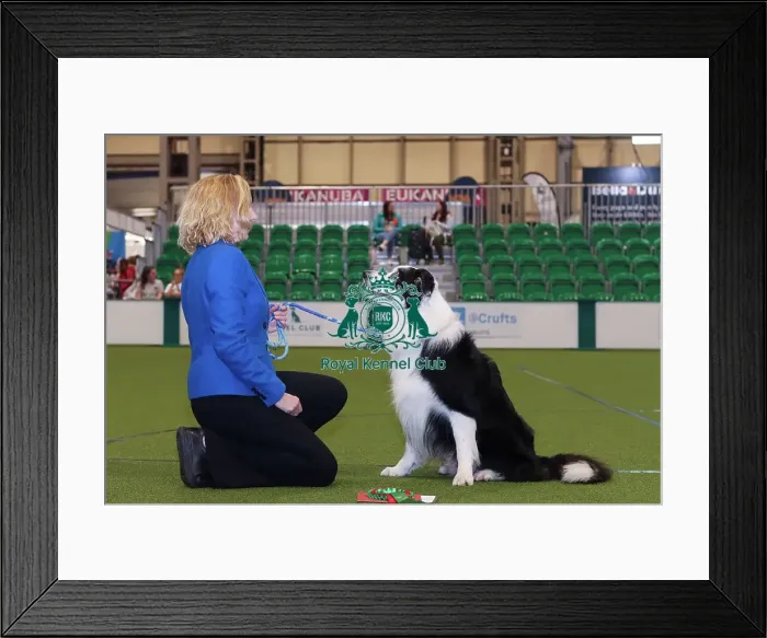 Framed Print : Obedience Champion (Dog) Lorna with her Border Collie Lenny Framed Print : Obedience Champion (Dog) Lorna with her Border Collie Lenny