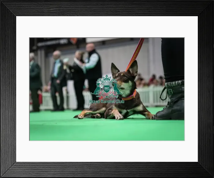 Framed Print : Good Citizen Bronze Award Display at Crufts on Friday 8th March 2024 Kennel Club Good Citizen ring Framed Print : Good Citizen Bronze Award Display at Crufts on Friday 8th March 2024 Kennel Club Good Citizen ring