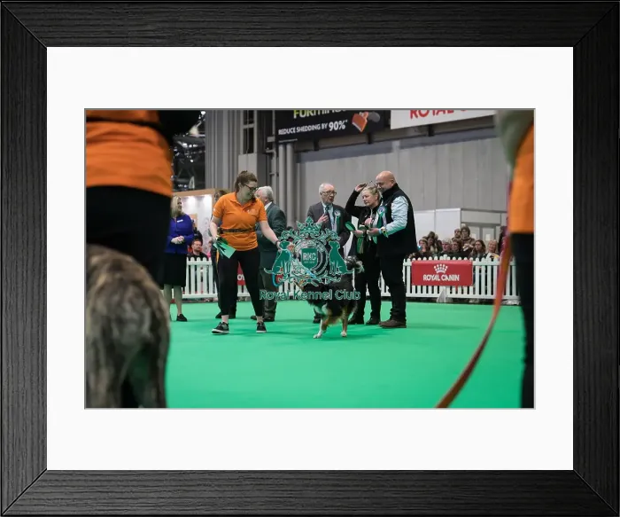 Framed Print : Good Citizen Bronze Award Display at Crufts on Friday 8th March 2024 Kennel Club Good Citizen ring Framed Print : Good Citizen Bronze Award Display at Crufts on Friday 8th March 2024 Kennel Club Good Citizen ring