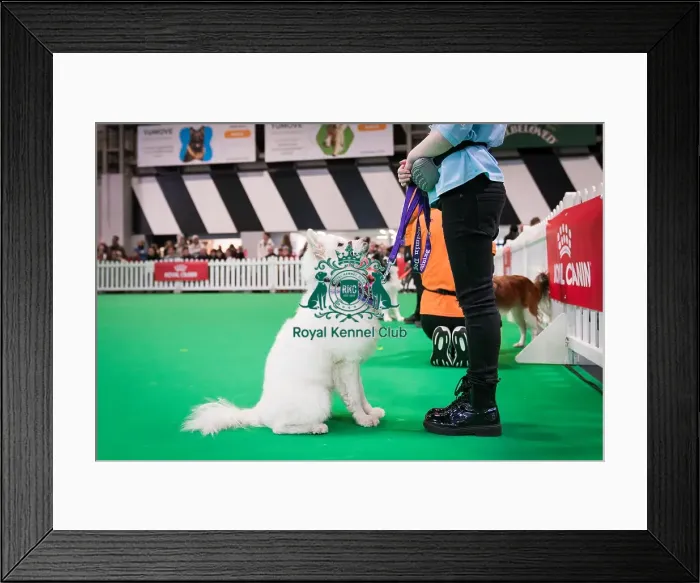 Framed Print : Good Citizen Bronze Award Display at Crufts on Friday 8th March 2024 Kennel Club Good Citizen ring Framed Print : Good Citizen Bronze Award Display at Crufts on Friday 8th March 2024 Kennel Club Good Citizen ring