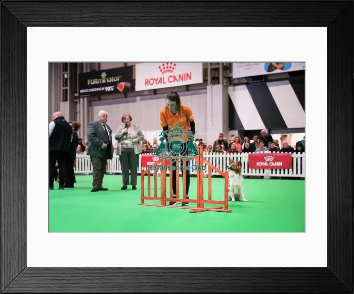 Framed Print : Good Citizen Bronze Award Display at Crufts on Friday 8th March 2024 Kennel Club Good Citizen ring Framed Print : Good Citizen Bronze Award Display at Crufts on Friday 8th March 2024 Kennel Club Good Citizen ring