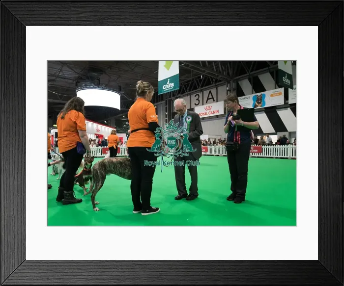 Framed Print : Examiner checking microchip during Good Citizen Bronze Award Display at Crufts on Friday 8th March 2024 Kennel Club Good Citizen ring Framed Print : Examiner checking microchip during Good Citizen Bronze Award Display at Crufts on Friday 8th March 2024 Kennel Club Good Citizen ring