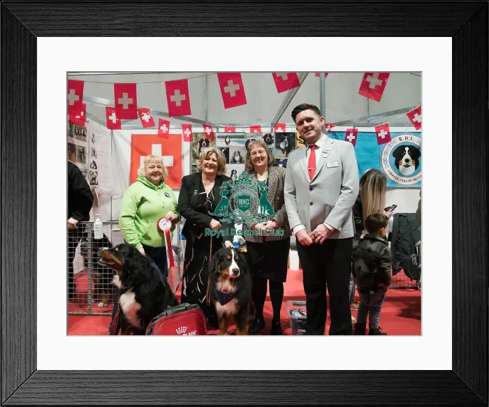 Framed Print : The Bernese Mountain Dog Club being awarded the Best Discover Dogs Stand for the Working Group at Crufts on Sunday 10th March 2024 by Alison Scutcher, Nicky Ackerley-Kemp (Directors at The Kennel Club) and Ricky Furnell from Royal Canin Framed Print : The Bernese Mountain Dog Club being awarded the Best Discover Dogs Stand for the Working Group at Crufts on Sunday 10th March 2024 by Alison Scutcher, Nicky Ackerley-Kemp (Directors at The Kennel Club) and Ricky Furnell from Royal Canin