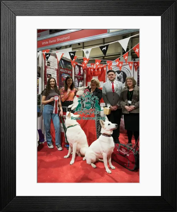 Framed Print : The White Swiss Shepherd Club being awarded the Best Discover Dogs Stand for the Pastoral Group and the Overall Winner for the Best Discover Dogs Stand at Crufts on Sunday 10th March 2024 by Alison Scutcher Framed Print : The White Swiss Shepherd Club being awarded the Best Discover Dogs Stand for the Pastoral Group and the Overall Winner for the Best Discover Dogs Stand at Crufts on Sunday 10th March 2024 by Alison Scutcher