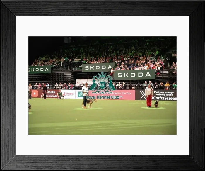 Framed Print : Scruffts competition Framed Print : Scruffts competition
