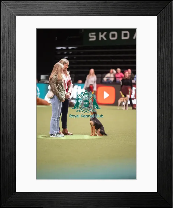 Framed Print : Scruffts competition Framed Print : Scruffts competition