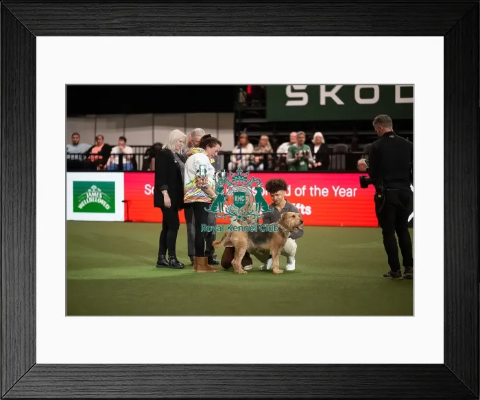 Framed Print : Scruffts competition winner Diesel, a 13-year-old Airedale Terrier / Labrador cross owned by Claire Whitehead Framed Print : Scruffts competition winner Diesel, a 13-year-old Airedale Terrier / Labrador cross owned by Claire Whitehead