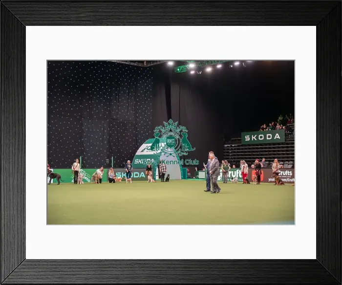 Framed Print : Scruffts competition Framed Print : Scruffts competition