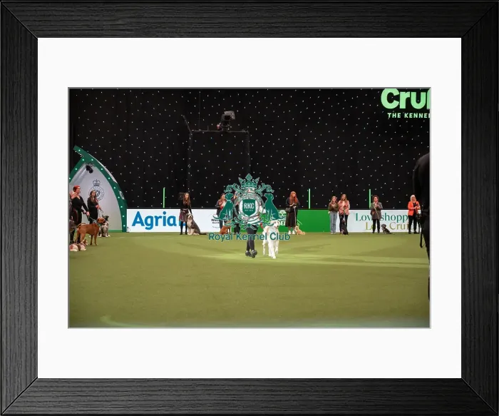 Framed Print : Scruffts competition Framed Print : Scruffts competition
