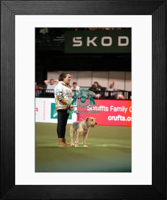 Framed Print : Scruffts competition winner Diesel, a 13-year-old Airedale Terrier / Labrador cross owned by Claire Whitehead Framed Print : Scruffts competition winner Diesel, a 13-year-old Airedale Terrier / Labrador cross owned by Claire Whitehead