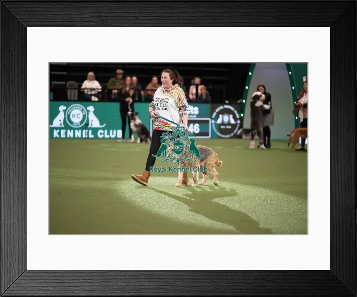 Framed Print : Scruffts competition winner Diesel, a 13-year-old Airedale Terrier / Labrador cross owned by Claire Whitehead Framed Print : Scruffts competition winner Diesel, a 13-year-old Airedale Terrier / Labrador cross owned by Claire Whitehead