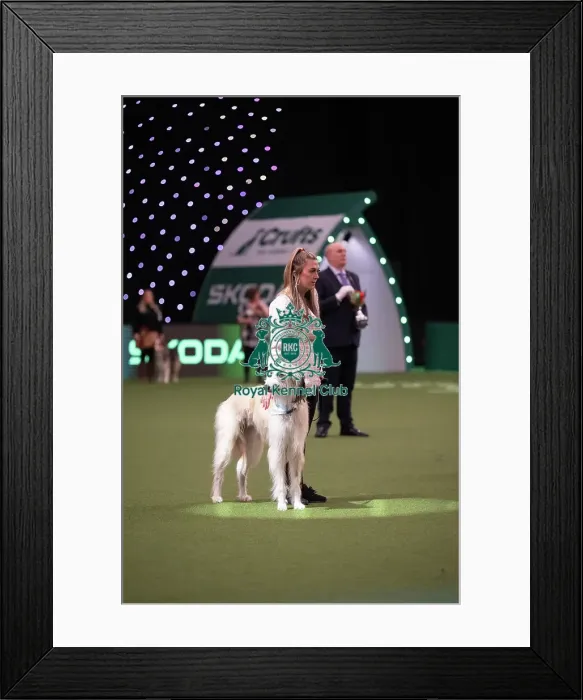 Framed Print : Scruffts competition Framed Print : Scruffts competition