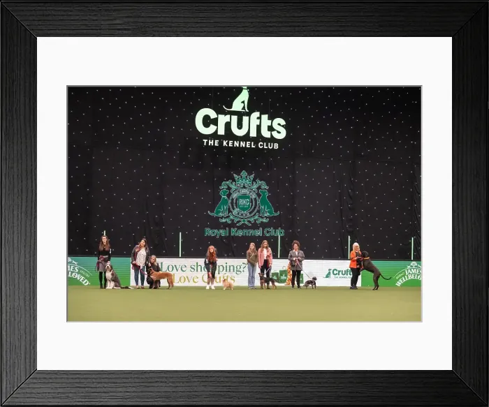 Framed Print : Scruffts competition Framed Print : Scruffts competition